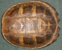 SNAPPING TURTLE SHELL